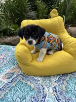 Jenny purebred, a female Jack Russell Terrier for sale in Cambridge City, IN – 3 of 10