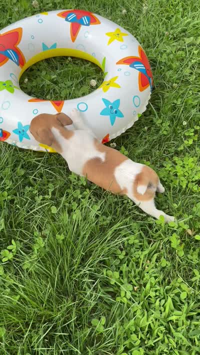 Jimmy purebred, a male Jack Russell Terrier for sale in Cambridge City, IN – 6 of 8
