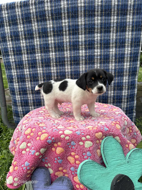 Jenny purebred – Jack Russell Terrier puppy for sale in Cambridge City, IN