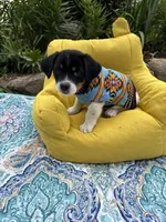 Jenny purebred, a female Jack Russell Terrier for sale in Cambridge City, IN – 2 of 10