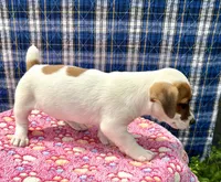 Jamba purebred, a male Jack Russell Terrier for sale in Cambridge City, IN – 7 of 10