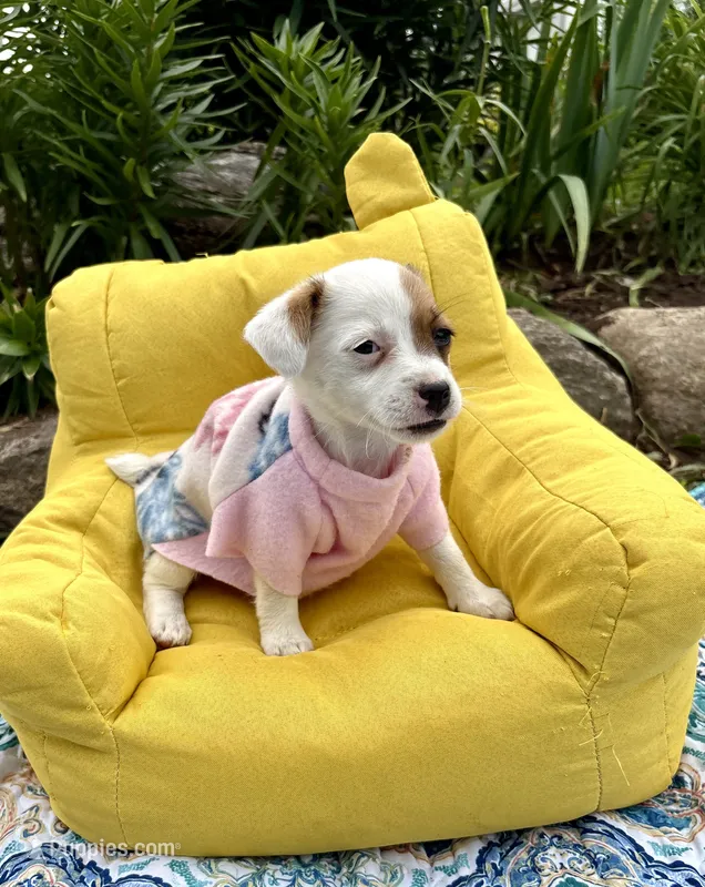 Janice purebred – Jack Russell Terrier puppy on hold in Cambridge City, IN