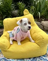 Janice purebred, a female Jack Russell Terrier for sale in Cambridge City, IN – 9 of 9