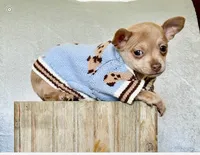 Rocky, a male Chihuahua for sale in Cambridge City, IN – 8 of 8