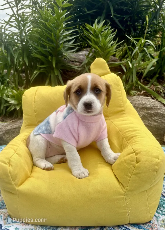 Jenny purebred, a female Jack Russell Terrier for sale in Cambridge City, IN – 1 of 10