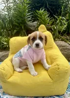 Jenny purebred, a female Jack Russell Terrier for sale in Cambridge City, IN – 1 of 10