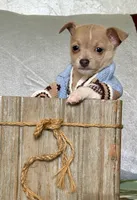 Rambo, a male Chihuahua for sale in Cambridge City, IN – 6 of 10