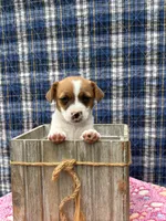 June purebred , a female Jack Russell Terrier for sale in Cambridge City, IN – 1 of 10