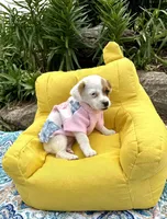 Janice purebred, a female Jack Russell Terrier for sale in Cambridge City, IN – 7 of 9