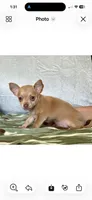 Rocky, a male Chihuahua for sale in Cambridge City, IN – 5 of 8