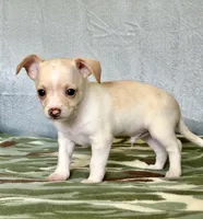 Ranger, a male Chihuahua and Miniature Dachshund for sale in Cambridge City, IN – 7 of 10