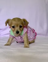 Lil Red, a female Chihuahua and Miniature Dachshund for sale in Cambridge City, IN – 8 of 10