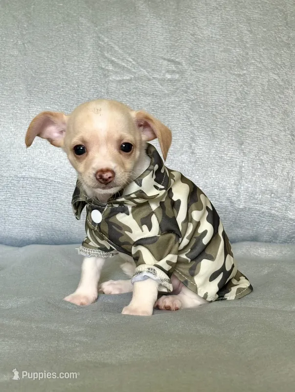 Ranger – Chihuahua, Miniature Dachshund puppy for sale in Cambridge City, IN