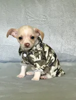 Ranger, a male Chihuahua and Miniature Dachshund for sale in Cambridge City, IN – 1 of 10