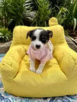 Jewel purebred, a female Jack Russell Terrier for sale in Cambridge City, IN – 3 of 9