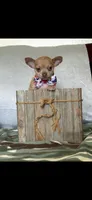 Rocky, a male Chihuahua for sale in Cambridge City, IN – 7 of 8