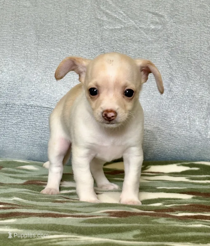 Ranger – Chihuahua, Miniature Dachshund puppy for sale in Cambridge City, IN