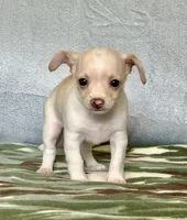 Ranger, a male Chihuahua and Miniature Dachshund for sale in Cambridge City, IN – 2 of 10