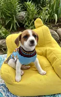 Jefferson purebred, a male Jack Russell Terrier for sale in Cambridge City, IN – 4 of 9