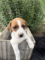 Jefferson purebred, a male Jack Russell Terrier for sale in Cambridge City, IN – 7 of 9