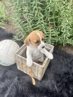 Jenny purebred, a female Jack Russell Terrier for sale in Cambridge City, IN – 6 of 10