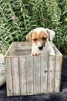 Jamba purebred, a male Jack Russell Terrier for sale in Cambridge City, IN – 9 of 10