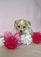 Sophia, a female Chihuahua and Miniature Dachshund for sale in Cambridge City, IN – 4 of 10