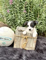 Jewel purebred, a female Jack Russell Terrier for sale in Cambridge City, IN – 9 of 9