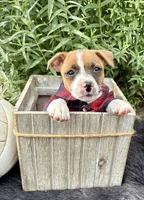 Jimmy purebred, a male Jack Russell Terrier for sale in Cambridge City, IN – 8 of 8