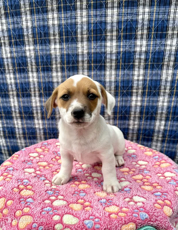Jamba purebred – Jack Russell Terrier puppy for sale in Cambridge City, IN