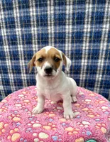 Jamba purebred, a male Jack Russell Terrier for sale in Cambridge City, IN – 1 of 10