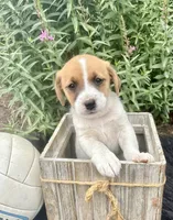 Jenny purebred, a female Jack Russell Terrier for sale in Cambridge City, IN – 7 of 10