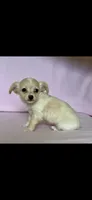 Ranger, a male Chihuahua and Miniature Dachshund for sale in Cambridge City, IN – 9 of 10