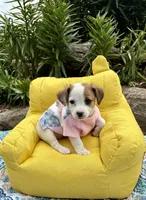 Joy purebred, a female Jack Russell Terrier for sale in Cambridge City, IN – 8 of 9