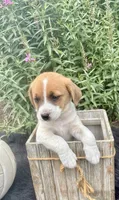 Jenny purebred, a female Jack Russell Terrier for sale in Cambridge City, IN – 3 of 10