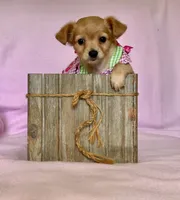 Lil Red, a female Chihuahua and Miniature Dachshund for sale in Cambridge City, IN – 10 of 10