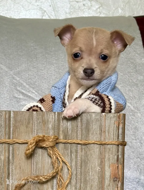 Rambo – Chihuahua puppy for sale in Cambridge City, IN