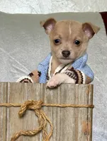Rambo, a male Chihuahua for sale in Cambridge City, IN – 1 of 10