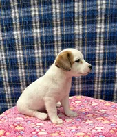 Joy purebred, a female Jack Russell Terrier for sale in Cambridge City, IN – 9 of 9