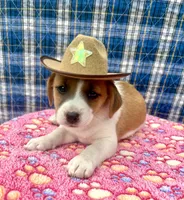 Jenny purebred, a female Jack Russell Terrier for sale in Cambridge City, IN – 2 of 10