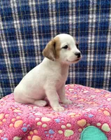 Joy purebred, a female Jack Russell Terrier for sale in Cambridge City, IN – 3 of 9