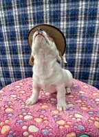 Jamba purebred, a male Jack Russell Terrier for sale in Cambridge City, IN – 4 of 10