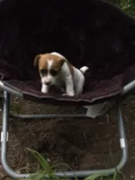 June purebred , a female Jack Russell Terrier for sale in Cambridge City, IN – 8 of 10