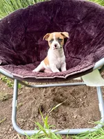 Jimmy purebred, a male Jack Russell Terrier for sale in Cambridge City, IN – 7 of 8