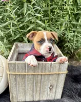 Jimmy purebred, a male Jack Russell Terrier for sale in Cambridge City, IN – 4 of 8