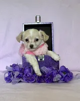 Sophia, a female Chihuahua and Miniature Dachshund for sale in Cambridge City, IN – 5 of 10