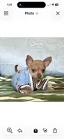 Rocky, a male Chihuahua for sale in Cambridge City, IN – 6 of 8