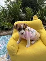 June purebred , a female Jack Russell Terrier for sale in Cambridge City, IN – 2 of 10