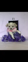 Sophia, a female Chihuahua and Miniature Dachshund for sale in Cambridge City, IN – 8 of 10