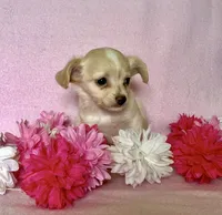 Sophia, a female Chihuahua and Miniature Dachshund for sale in Cambridge City, IN – 2 of 10